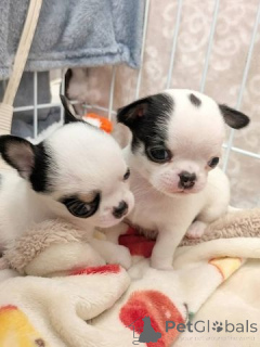 Photo №1. chihuahua - for sale in the city of Cremlingen | 465$ | Announcement № 169426