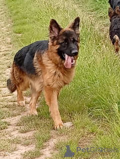 Photo №3. German German Shepherd Langhaar with family tree. Czech Republic
