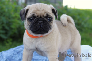 Photo №1. pug - for sale in the city of Evergem | negotiated | Announcement № 170493