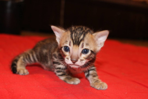 Photo №4. I will sell bengal cat in the city of Minsk. private announcement, from nursery, breeder - price - 400$