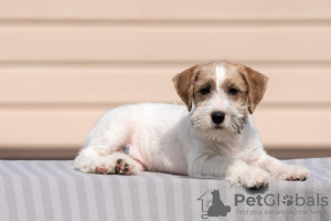 Photo №1. jack russell terrier - for sale in the city of Eagle | negotiated | Announcement № 53816