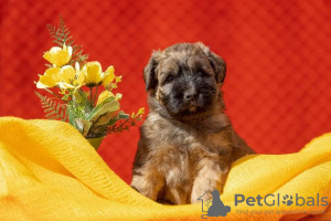 Photo №3. Irish Soft Coated Wheaten Terrier. Russian Federation