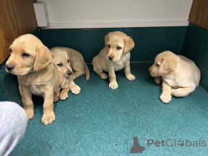 Photo №4. I will sell labrador retriever in the city of Wolfsberg. breeder - price - 456$