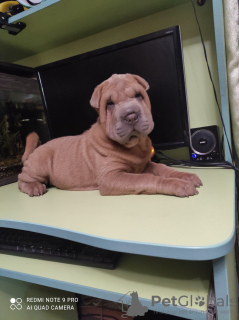 Photo №1. shar pei - for sale in the city of Kremenchug | 183$ | Announcement № 11604