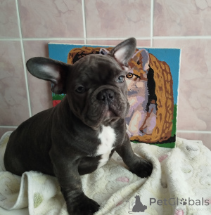 Photo №1. french bulldog - for sale in the city of Minsk | 516$ | Announcement № 161753