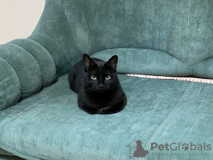 Additional photos: Elegant black cat Thomas as a gift