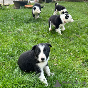 Photo №1. border collie - for sale in the city of Bremen | negotiated | Announcement № 42513