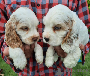 Photo №4. I will sell english cocker spaniel in the city of Zrenjanin.  - price - negotiated