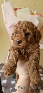 Additional photos: Puppies toy poodle (Reservation)