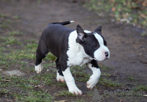 Additional photos: American staffordshire terrier