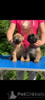 Additional photos: Beautiful purebred puppies for sale