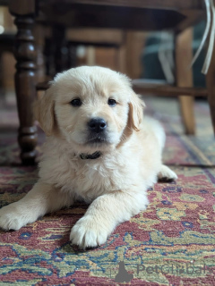 Photo №1. golden retriever - for sale in the city of Grevenmacher | negotiated | Announcement № 168235