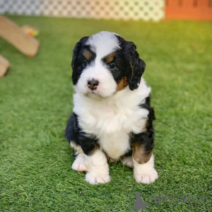 Photo №3. Berner Bergwelpen zur Adoption verfügbar. Germany