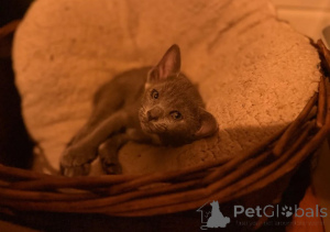 Photo №1. oriental shorthair - for sale in the city of Cologne | 361$ | Announcement № 178451