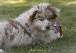 Photo №2 to announcement № 164504 for the sale of australian shepherd - buy in Belgium private announcement, breeder