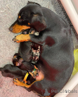 Photo №2 to announcement № 166199 for the sale of dachshund - buy in New Zealand breeder