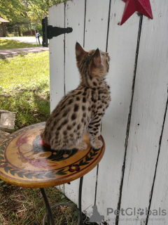 Photo №2 to announcement № 99556 for the sale of savannah cat - buy in Germany breeder