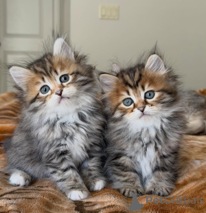 Photo №3. Siberian Kitten Looking for a Forever Family. Germany