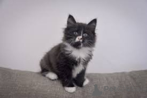 Photo №2 to announcement № 165576 for the sale of norwegian forest cat - buy in Belgium private announcement, breeder