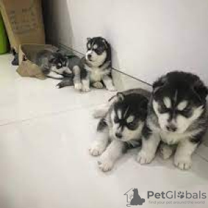 Photo №2 to announcement № 88681 for the sale of siberian husky - buy in Israel private announcement