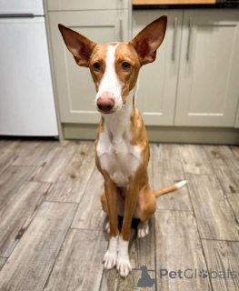 Photo №1. portuguese podengo - for sale in the city of Aizlingen | 619$ | Announcement № 157827