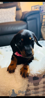 Photo №4. I will sell dachshund in the city of Leinfelden-Echterdingen. private announcement - price - 1506$