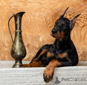 Photo №2 to announcement № 148998 for the sale of dobermann - buy in Germany private announcement