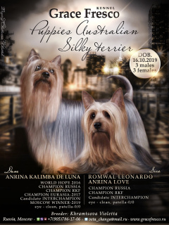 Photo №1. australian terrier - for sale in the city of Москва | Negotiated | Announcement № 5814