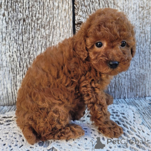 Photo №3. Poodle Female 10 weeks old Ready to go home. United Kingdom