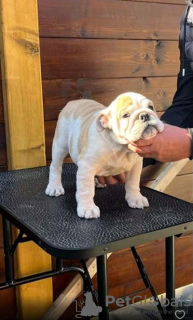 Photo №2 to announcement № 76019 for the sale of english bulldog - buy in Serbia 