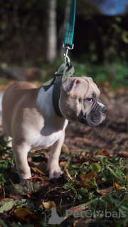 Additional photos: american bully