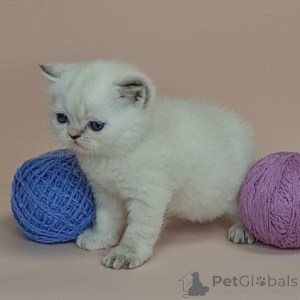 Photo №2 to announcement № 160502 for the sale of exotic shorthair - buy in Belgium 