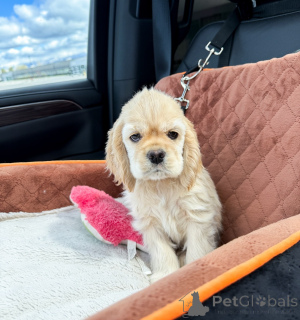 Photo №3. Gorgeous American Cocker Spaniel Puppies Healthy & Socialized. Germany