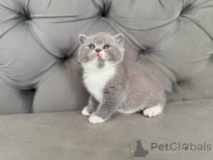 Photo №3. Beautiful British Shorthair kittens raised with love and care. Ireland
