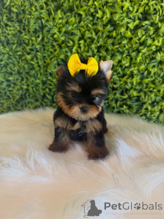 Photo №1. yorkshire terrier - for sale in the city of Prague | negotiated | Announcement № 172837
