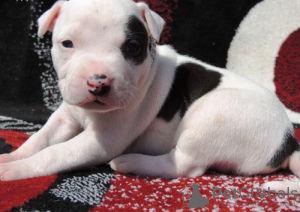 Photo №3. Akita Puppies. Greece