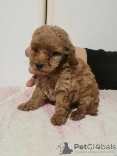 Photo №3. Poodle puppies. Serbia