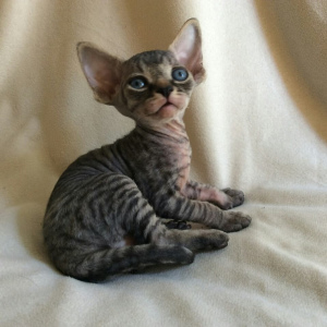 Photo №1. devon rex - for sale in the city of St. Petersburg | 713$ | Announcement № 2717