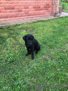 Additional photos: Teenage puppy Margosha is looking for a home.