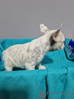 Additional photos: French bulldog puppies for sale