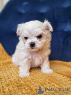 Photo №1. maltese dog - for sale in the city of Калифорния Сити | 500$ | Announcement № 87551