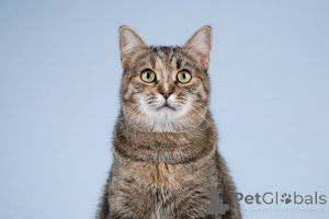 Photo №3. A cat Fun is waiting for good and caring owners.. Russian Federation