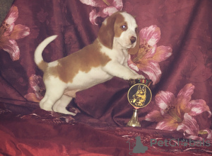Photo №3. Beagle puppy of rare bicolor color. Russian Federation