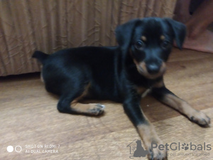 Photo №2 to announcement № 7501 for the sale of miniature pinscher - buy in Ukraine private announcement