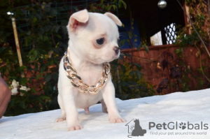 Photo №2 to announcement № 13870 for the sale of chihuahua - buy in Russian Federation breeder