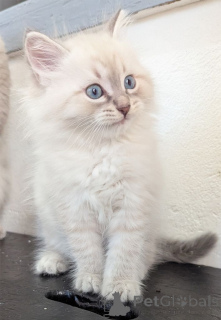 Photo №1. neva masquerade - for sale in the city of Mülheim | 329$ | Announcement № 148550