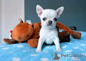 Photo №4. I will sell chihuahua in the city of Helsinki. private announcement, breeder - price - 370$