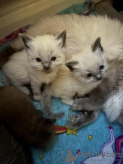 Additional photos: Ragdoll kittens viewings now welcome