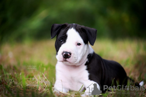 Photo №4. I will sell american staffordshire terrier in the city of Москва. breeder - price - 1012$