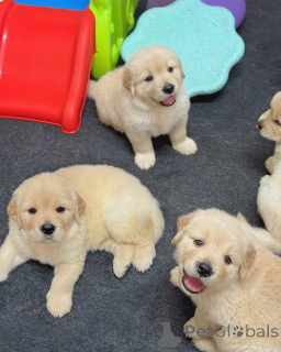Photo №4. I will sell golden retriever in the city of Espoo. private announcement - price - 361$